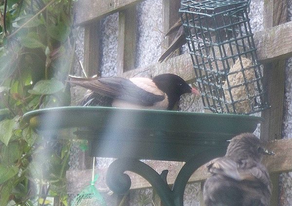 Rose-coloured Starling