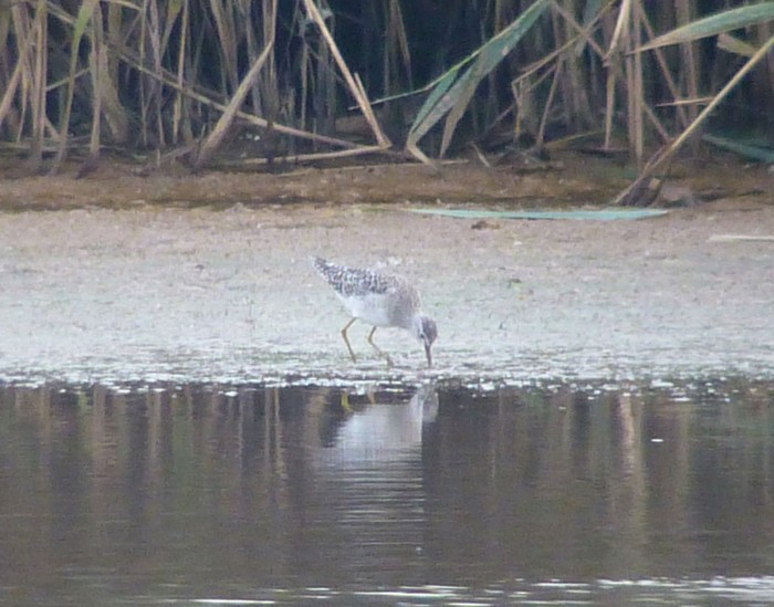 Wood Sandpiper