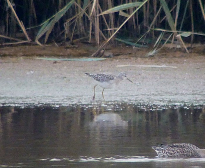 Wood Sandpiper