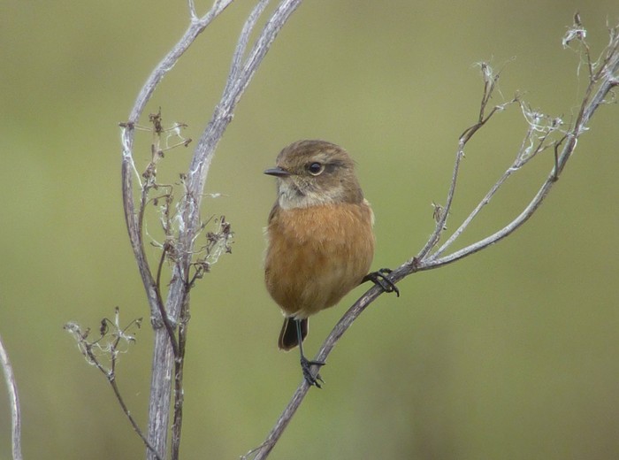 Stonechat
