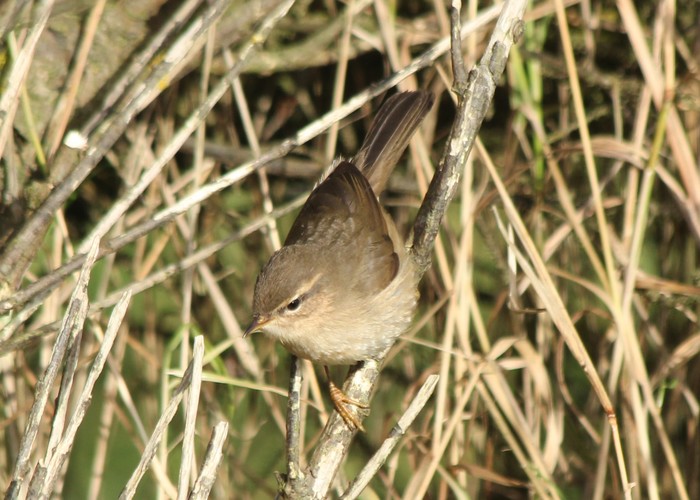 Dusky Warbler