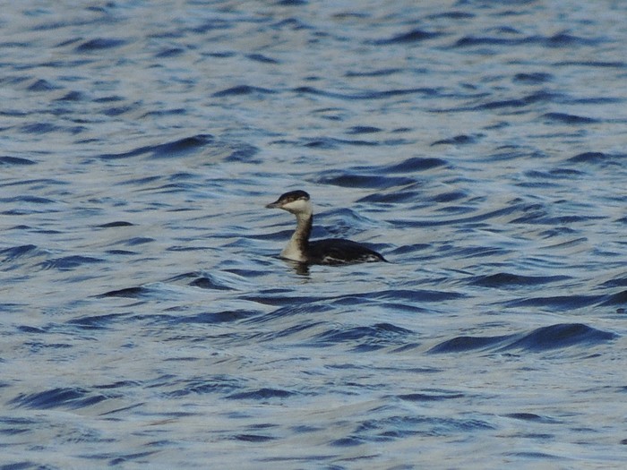 Slavonian Grebe