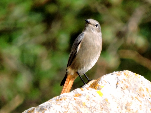 Black Redstart