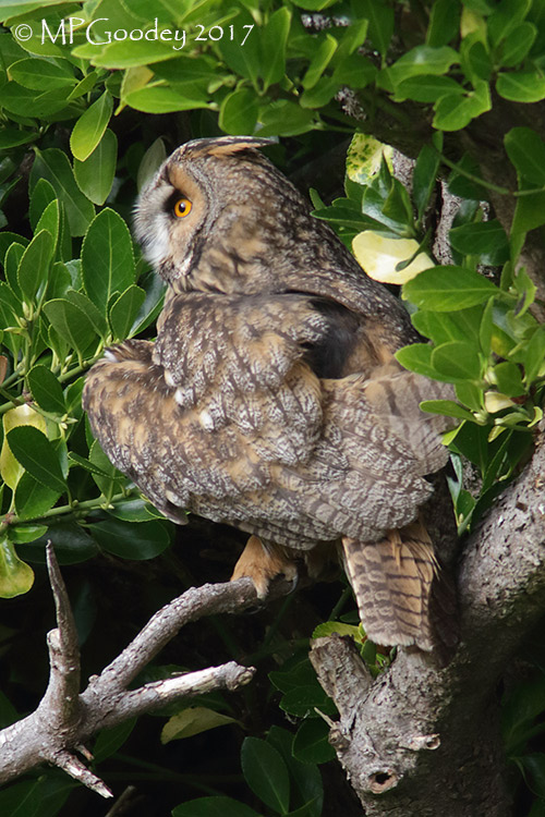 Long-eared Owl