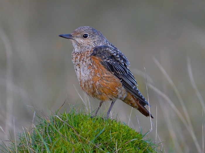 Rock Thrush