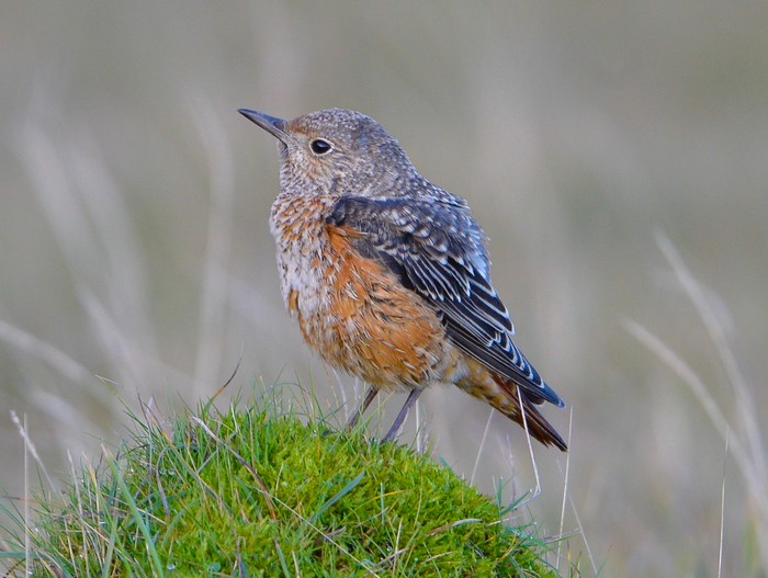 Rock Thrush