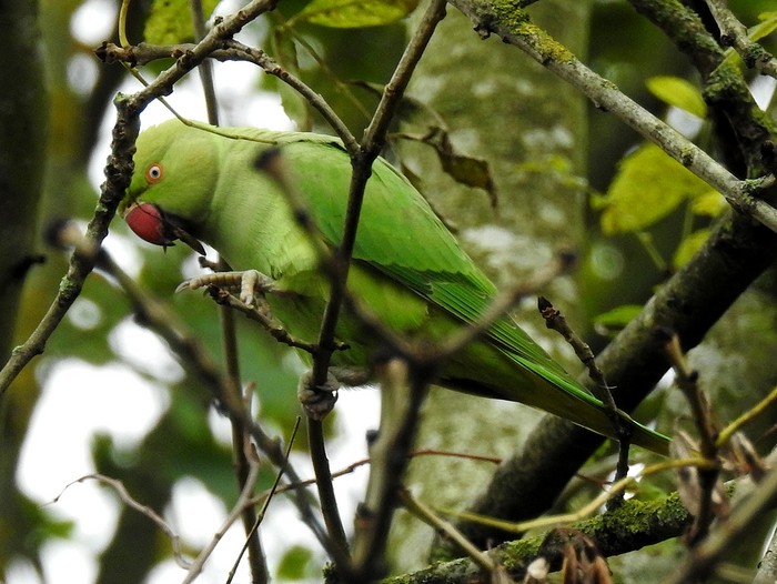Ring-necked Parakeet