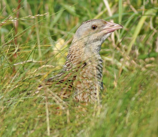 Corncrake