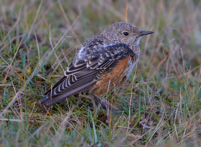 Rock Thrush