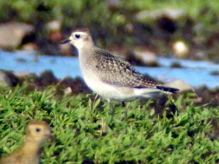 American Golden Plover
