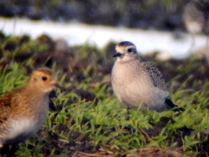 American Golden Plover