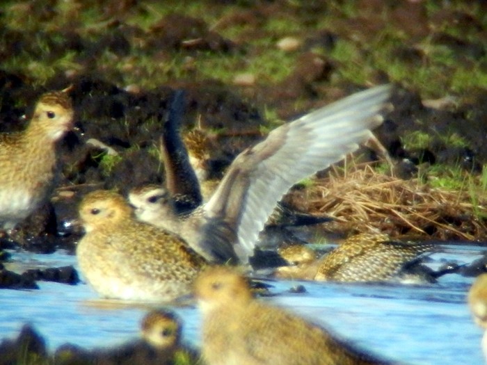 American Golden Plover