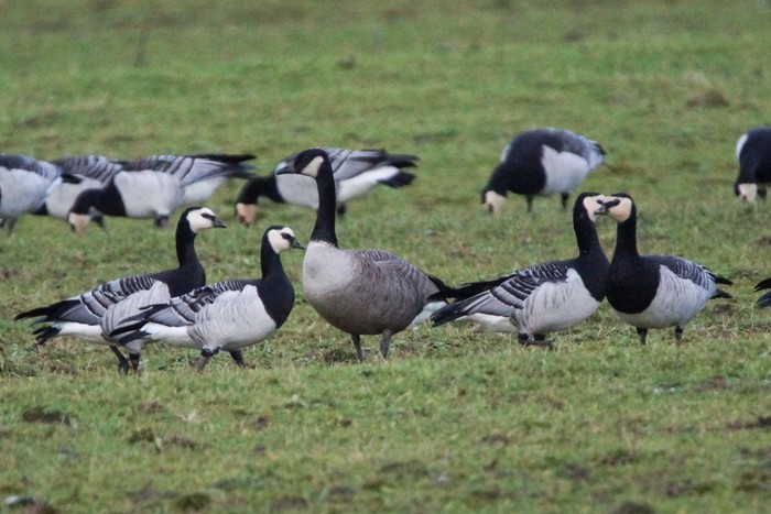 Todd's Canada Goose