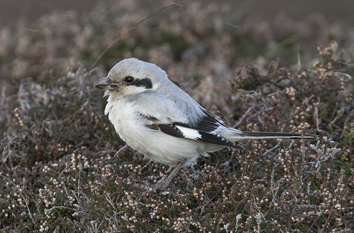 Steppe Grey Shrike