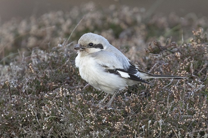 Steppe Grey Shrike