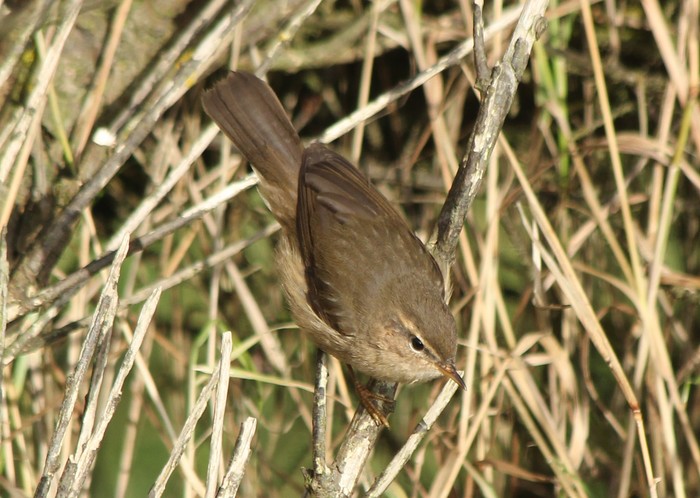Dusky Warbler