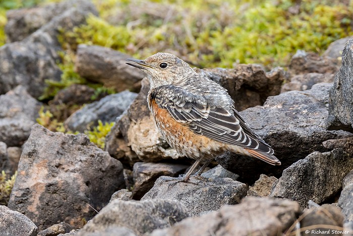 Rock Thrush