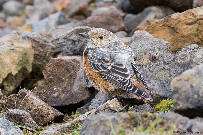 Rock Thrush