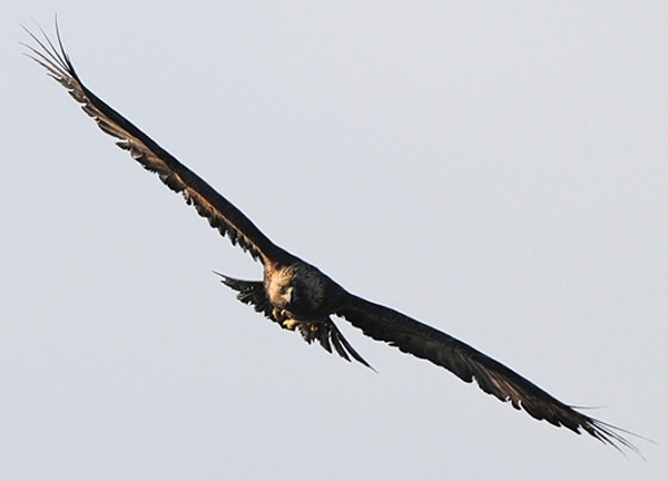 Golden Eagle