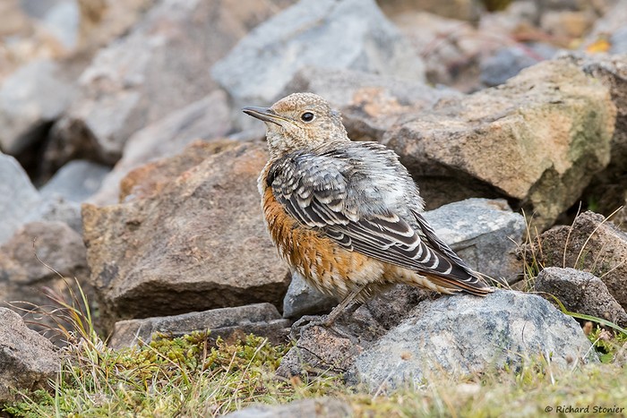 Rock Thrush
