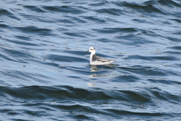 Grey Phalarope