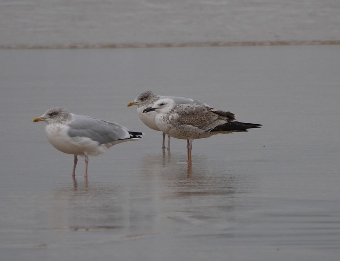 Caspian Gull