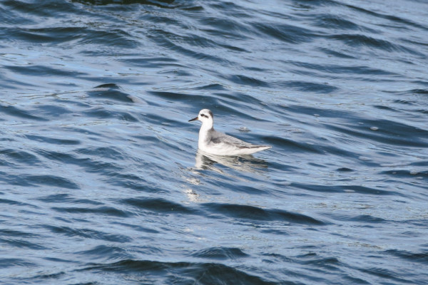 Grey Phalarope