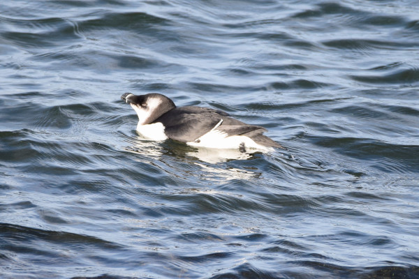 Razorbill