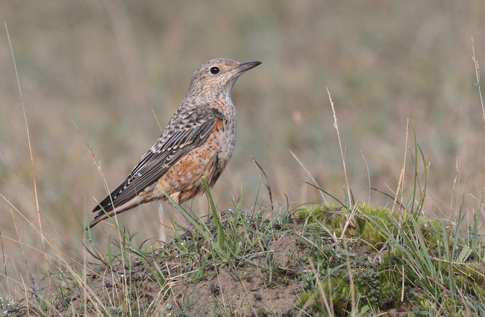 Rock Thrush