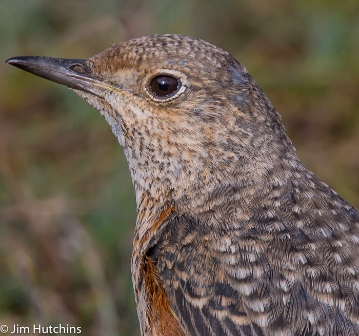 Rock Thrush