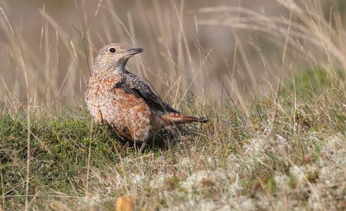 Rock Thrush