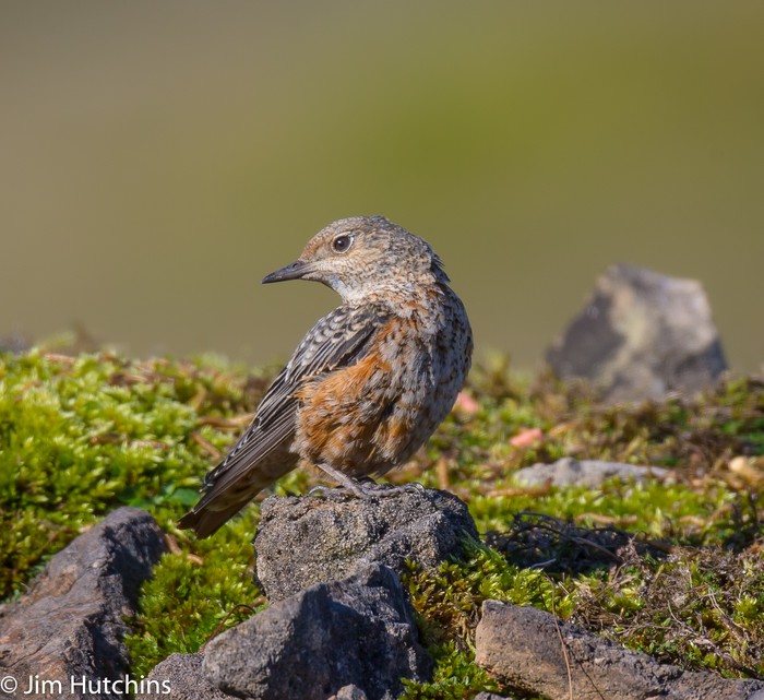 Rock Thrush