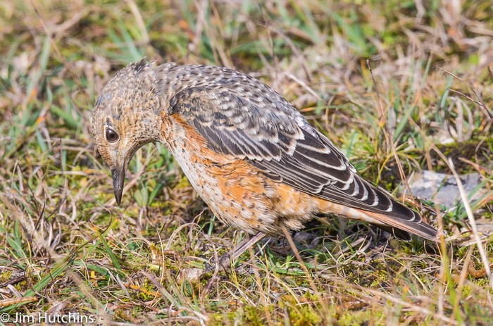Rock Thrush