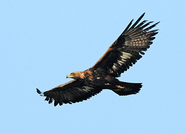 Golden Eagle