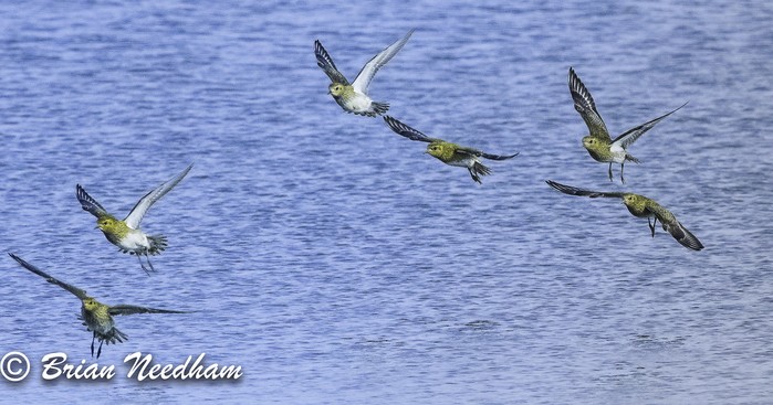 Golden Plover