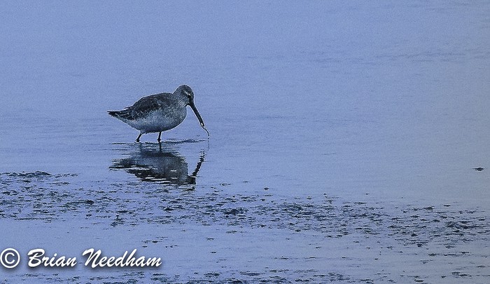 Curlew Sandpiper