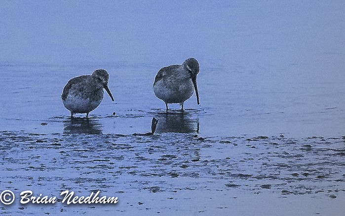 Curlew Sandpiper