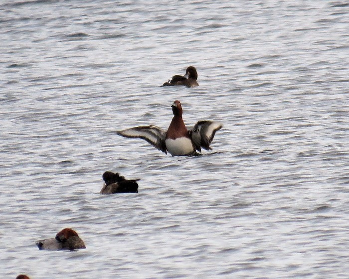 Ferruginous Duck