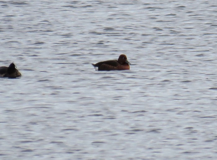 Ferruginous Duck