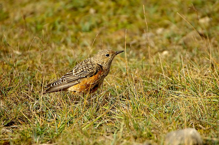 Rock Thrush