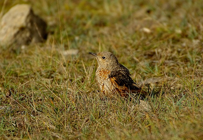 Rock Thrush