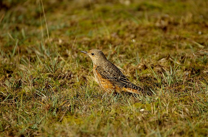 Rock Thrush