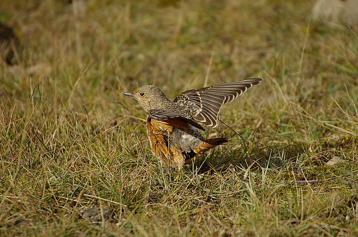 Rock Thrush