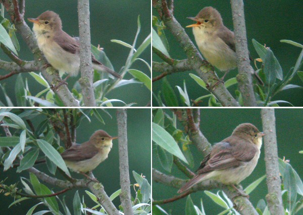 Melodious Warbler