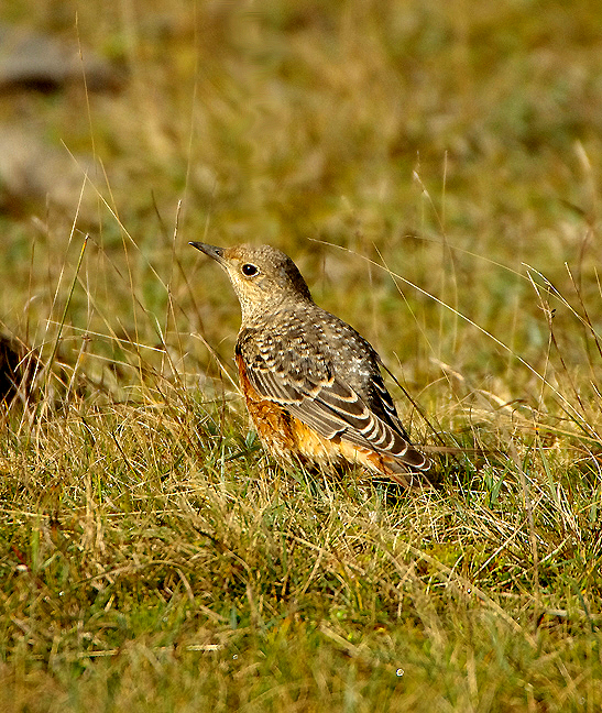 Rock Thrush