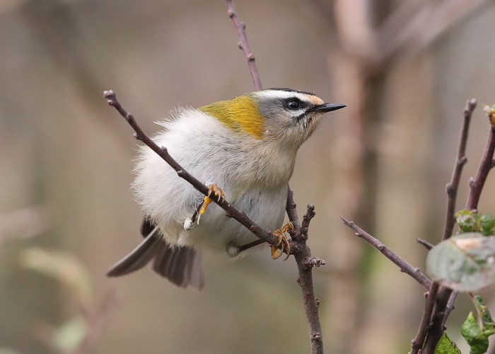 Firecrest