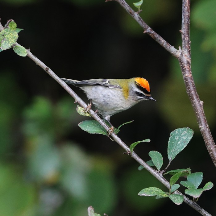 Firecrest
