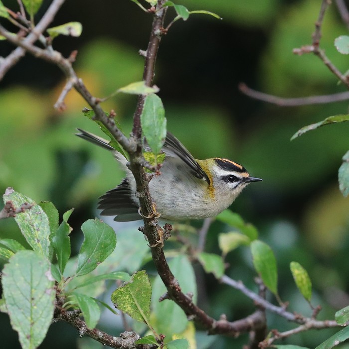 Firecrest