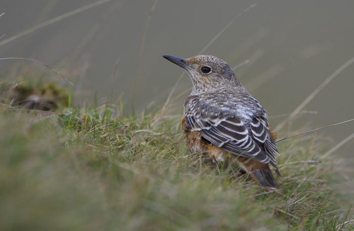 Rock Thrush