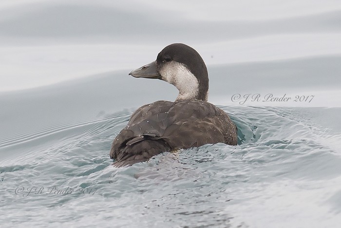 Common Scoter